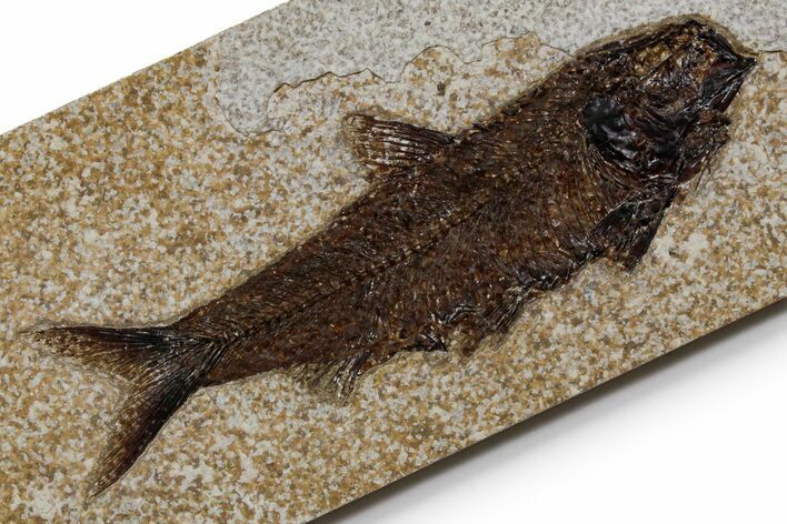 Detailed Fossil Fish (Knightia) - Large for Species! #349250